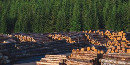 Sägewerk-Bäume-Wald-AdobeStock_516050037