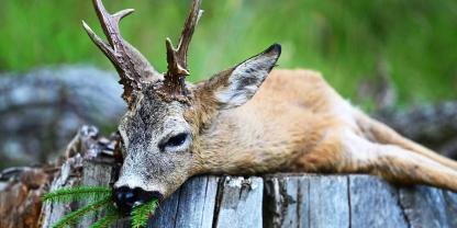 Die wenigsten Rehböcke im Revier werden auch wirklich alt.
