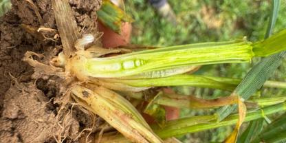 Getreide kurz vor dem Schossen.