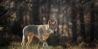 Wie ist die Lage ums Wolfs-Genom mit Blick auf die Hybridisierung einzuschätzen?