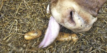 Kartoffeln sind ein von Kühe beliebtes Futtermittel, das Getreide gut ersetzen kann.