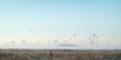 Zwei neue Studien haben das Gefährdungsrisiko von Vögeln durch Windkraftanlagen analysiert.
