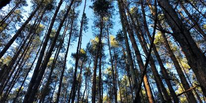 In Brandenburg dominiert die Kiefer. Das zeigt sich auch in der Holzeinschlagstatistik.