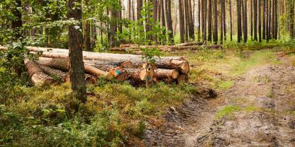 Waldstück-AdobeStock_632161988