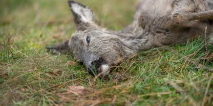 Der Jagdpächter fand das Stück bereits mit Verwesungszeichen (Symbolbild).