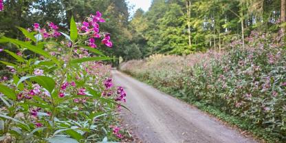 Drüsiges Springkraut: Bei Hummeln und Honigbienen beliebt, aber es verdrängt heimische Pflanzen.