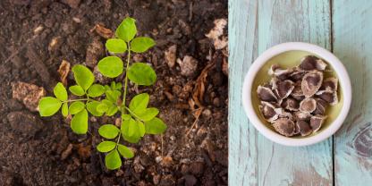 Der Moringa-Baum ist eine echte Wunderpflanze. Nun haben Wissenschaftler herausgefunden, dass seine Samen sogar Mikroplastik aus dem Wasser filtern können.
