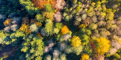 Eine Mischung aus verschiedenen Baumarten ist gut für das Waldwachstum - nicht jedoch für die Böden. Das zeigt eine neue Studie.