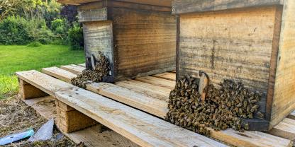 Bei Hitze bilden Bienen sogenannte Bienenbärte.