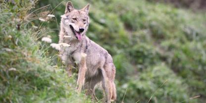 Ein Wolf im Waldviertel wurde entnommen (Symbolbild).
