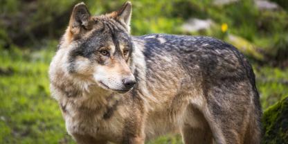 Wie ist der aktuelle Stand in Brandenburg beim Thema Wolf?