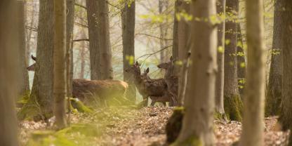 Jägr sollen in Baden-Württemberg beim Monitoring des Rotwilds mit anpacken.