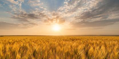 Getreide-Sommer