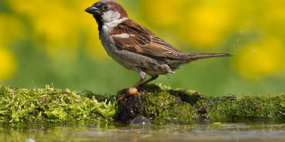 Der Haussperling bleibt der mit Abstand häufigste Vogel in deutschen Gärten.