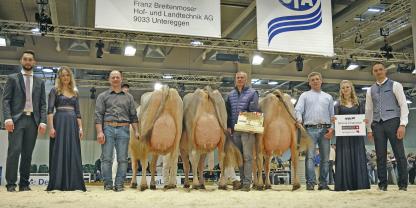 Die Champions von 2025: Grand Champion Cabalzar’s Swizzero Berna (M.) , Reservechampion Telli‘s Phil Daesy (l.) und Honorable Mention Phil Passa. Die IGBS-Schau 2026 findet am Freitag, 20. Februar statt.