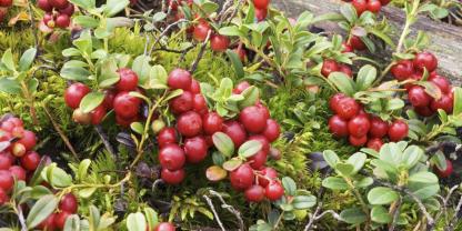 Preiselbeeren-Ernte von Ende August bis Oktober