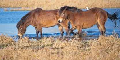 SYMBOLBILD: Ein Landwirt legt all seine Flächen brach und nutzt sie unter anderem als Lebensraum für Exmoor-Ponys und viele andere geschützte Arten.
