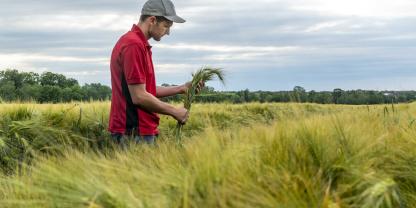 Gerste etwa in der Teigreife: Der Streit um die Erntegut-Bescheinigung schwelt vor der Ernte wieder hoch.