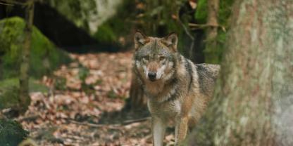 Nach mehreren Rissen darf ein Wolf im Allgäu nun geschossen werden.
