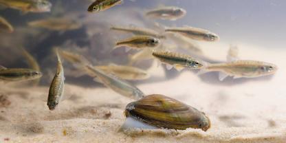 Für ihre Vermehrung sind Bachmuscheln auf kleine Wirtsfische, wie die Elritze, angewiesen.