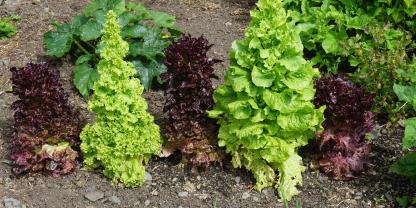 Bei hohen Temperaturen geht Salat oft vorzeitig in die Blüte.