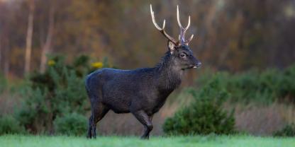 Laut EU-Kommission gilt der Sikahirsch als invaisve Art, der CIC erklärt dies für fachlich falsch.