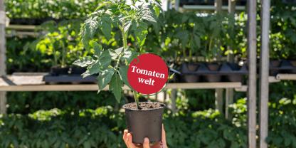Tomatenwelt Header 11