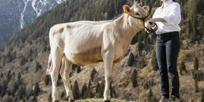 Südtiroler Rind aus bayerischer Linie: Für 23.000 € wurde S.T.A. Santa Lucia P versteigert.