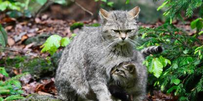 In NRW gibt es immer mehr Wildkatzen. Bei den Jungtieren kommt es jedoch manchmal zu einer gefährlichen Verwechslung.