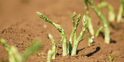 Gruener-Spargel-Feld