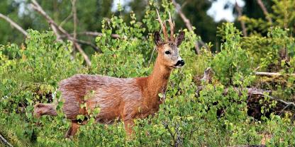 Abb. 1: Welche Wirkung hat der Wildeinfluss auf Insektenvorkommen? Dies Frage wird hier geklärt.