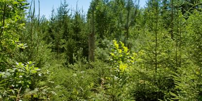 Mehr Mischwald für NRW - eine der Maßnahmen des Katalogs.