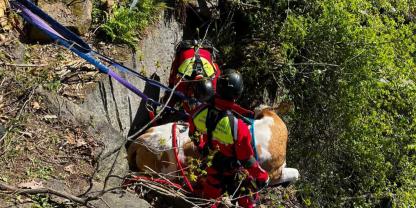 Die Feuerwehren der Region waren im Einsatz, um Kuh Luise aus ihrer misslichen Lage zu retten. Sie wurde mit einem Kran aus dem Steinbruch geborgen.