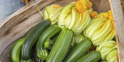 Zucchini – im optimalen Entwicklungsstadium geerntet
