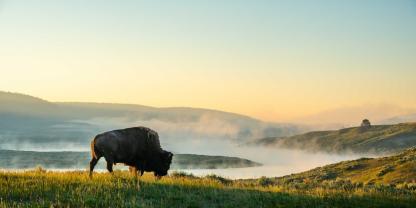 Bison sind in der USA fest mit dem mittleren Westen verbunden. Doch was ist wichtiger? Bison oder Rinderherden?