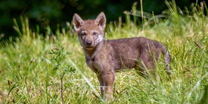 Vermutlich hatte sich ein Wolfswelpe in den Lämmerschlupf verlaufen (Symbolbild).