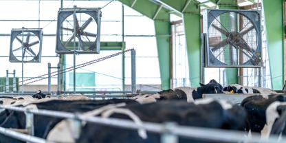 Schon ab 8 °C Stalltemperatur kann Hitzestress Leistung und Tiergesundheit im Milchviehbestand belasten. Welche baulichen und technischen Maßnahmen Kühe jetzt wirksam entlasten – von Dachkühlung bis Ventilatorsteuerung.