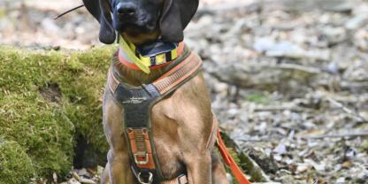 Nur gesunde Hunde, die entsprechende Prüfungen nachweisen und im ständigen praktischen Jagdeinsatz geführt werden, können das Fortbestehen einer hochspezialisierten Rasse absichern, wenn es um Leistung im Sinne des Tierschutzes geht.