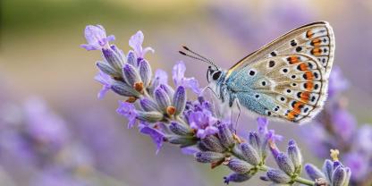 Der Kleine Sonnenröschen-Bläuling landet gerne auf Lavendel.
