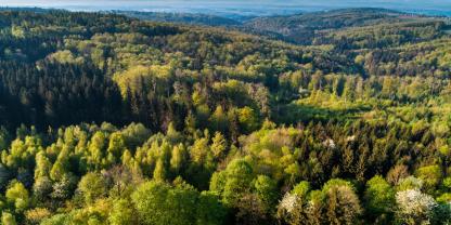 Der Waldzustand hat sich insgesamt stabilisiert, mit deutlichen Unterschieden zwischen den Bauamrten.
