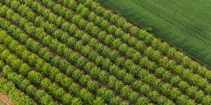 Eine Obstplantage in den USA von oben