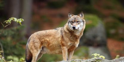 Woher der Wolf genau herkam, wissen die bayerischen Behörden nicht (Symbolbild).