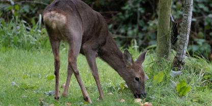 Rehe können durch die Aufnahme von vergorenen Äpfeln bzw. Apfeltrester betrunken werden. Zu dieser Jahreszeit ist das jedoch eher unwahrscheinlich.