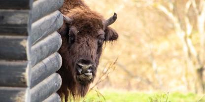 Die Bisons im Gehege seien laut Polizei zwar ruhig gewesen, hätten dem Mann aber schnell gefährlich werden können (Symbolbild).