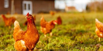 Vermarktungspartner warben auf dem Biogeflügeltag NRW für den Einstieg in die Bio-Eiererzeugung und die Bio-Hähnchenmast.