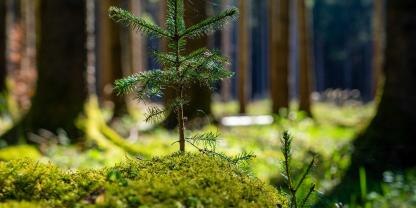 Ob der Käufer eines Waldgrundstücks für die Bäume Grundwerbsteuer zahlen muss, hängt davon ab, zu welchem Zweck diese dort wachsen.
