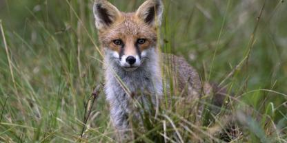 Ein Fuchs hat unter dem Bahndamm einen Bau gegraben – das führt nun zu Einschränkungen (Symbolbild).