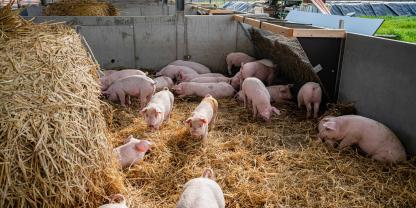 Wer als Schweinehalter noch bis 31. August einen Antrag auf Tierwohlförderung stellt, soll auch den Zuschuss bekommen. Im Agrarhaushalt wird umgeschichtet.