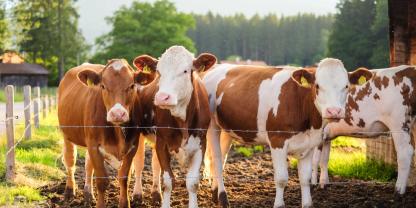 Rinder-Weidehaltung-AdobeStock_247015405