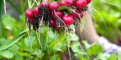 Radieschen ernten